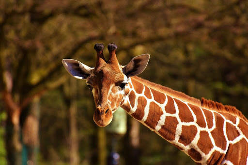 Wild animals wallpapers screenshot 4