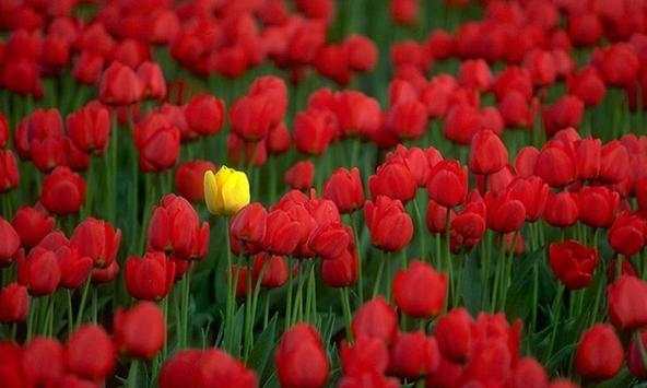 Tulips wallpapers screenshot 3