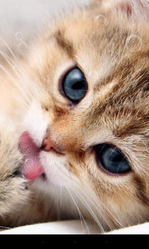 Lazy Cat Live Wallpaper screenshot 3
