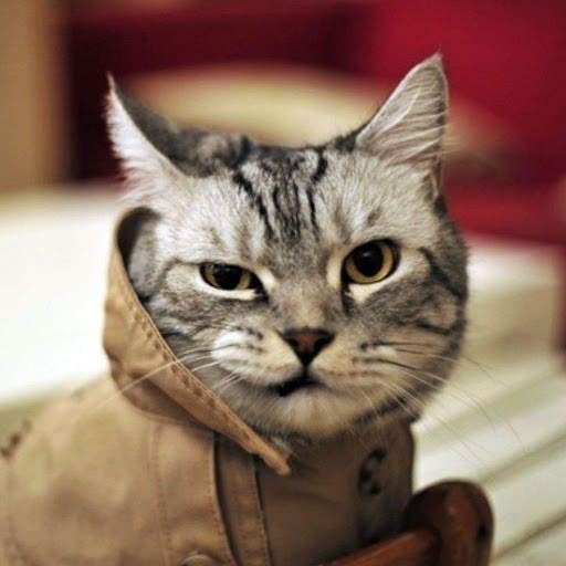 Cat Game Funny Animals Jigsaw Puzzles 🧩🐈🧩🐾 screenshot 3