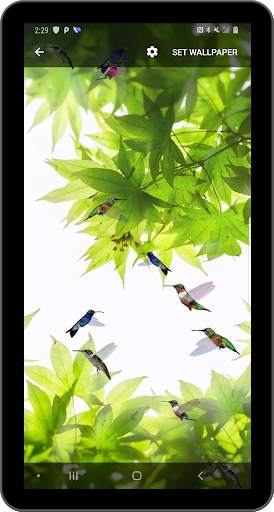 Birds Flying Live Wallpaper screenshot 8