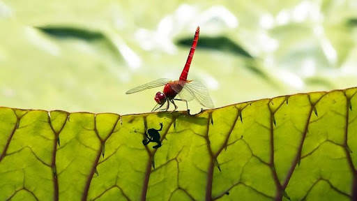 Dragonfly HD Wallpaper screenshot 4