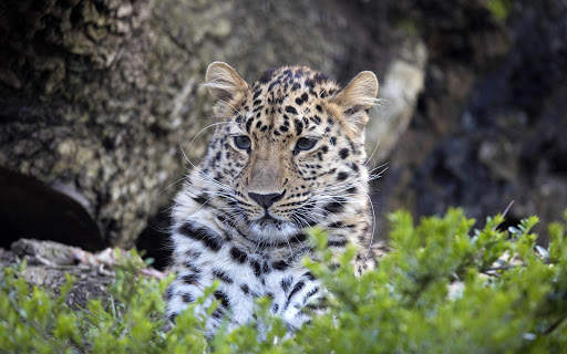 Leopard Live Wallpaper (Wallpapers & Backgrounds) 11 تصوير الشاشة
