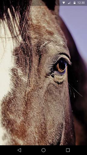 Horses Live Wallpaper screenshot 4