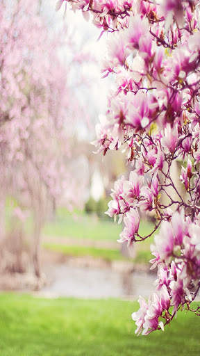 Spring Live Wallpaper screenshot 5