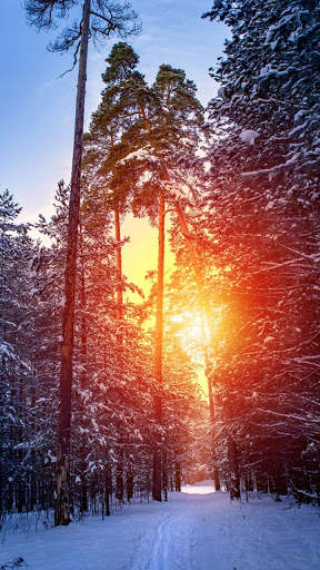 Forest HD Wallpapers 2 تصوير الشاشة