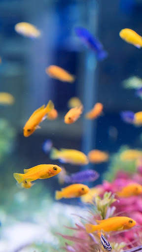 Aquarium Video Live Wallpaper screenshot 1