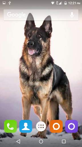 German Shepherd Dog Wallpaper screenshot 1