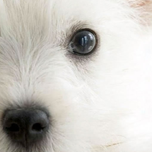 Dog Talk icon