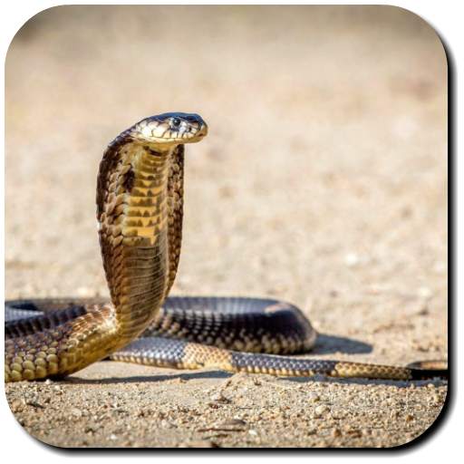 Snake Wallpaper 3