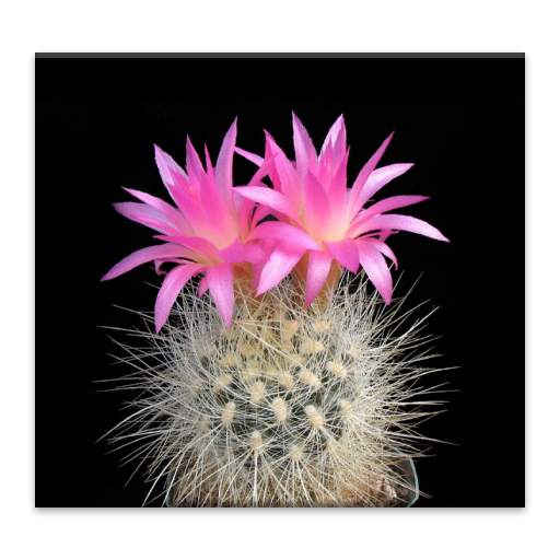 Cactus of The Day 1.0.2