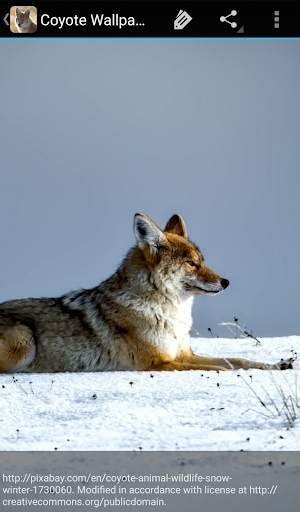 Coyote Wallpaper screenshot 3