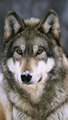 Wolf Wallpaper screenshot 2