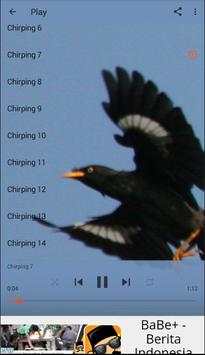 Chirping White-vented Myna screenshot 2