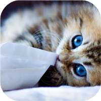 Cat Picture Matching
