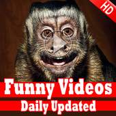Funny Videos for WhatsApp 1.1
