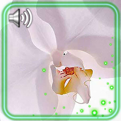 Music Orchid 1.2