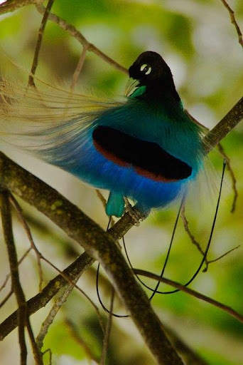 Paradise birds of Papua wallpaper screenshot 4