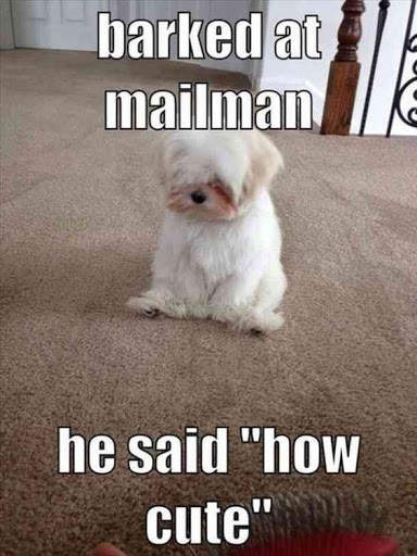 Best Funny Animal Pics screenshot 1