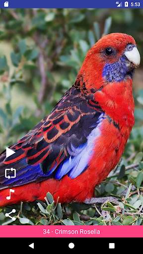 Bird Sounds स्क्रीनशॉट 2