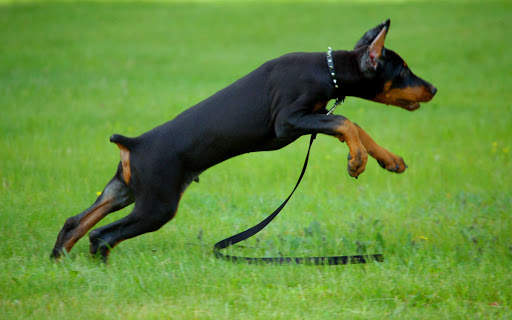 Doberman Wallpaper: backgrounds hd screenshot 17