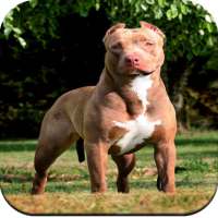 Pitbull Dog Wallpaper HD