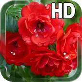 Red Roses Live Wallpaper 1.0