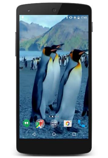 Penguins Video Live Wallpaper screenshot 2