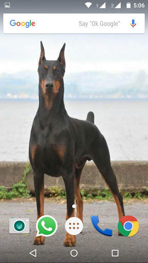 Doberman Dog Wallpaper HD screenshot 3