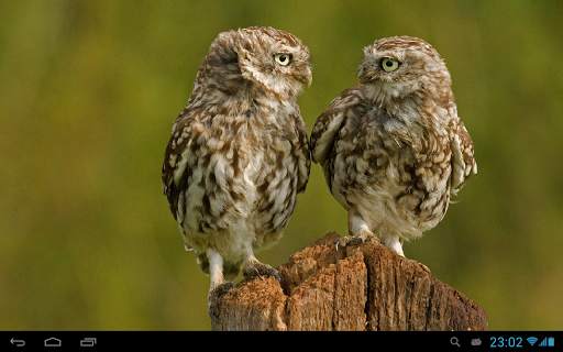 Owls Live Wallpaper screenshot 6