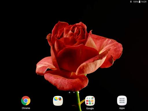 Blooming Roses Video Wallpaper screenshot 10