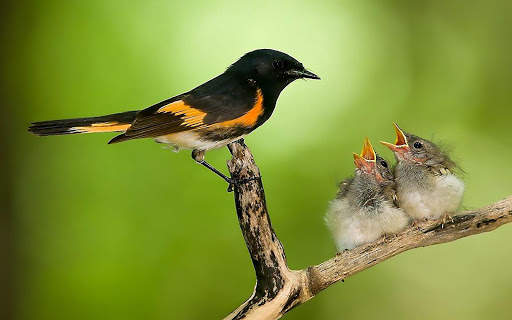 Birds Wallpapers HD 2020-2021 स्क्रीनशॉट 4