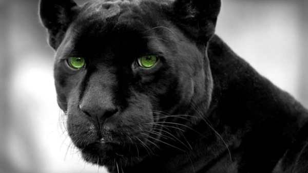 Black Panther Animal wallpaper screenshot 2