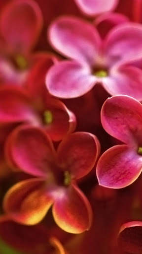 Flowers Wallpapers HD 2021 screenshot 2