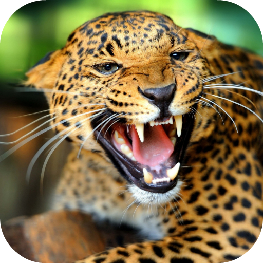 Leopard Live Wallpaper FREE icon