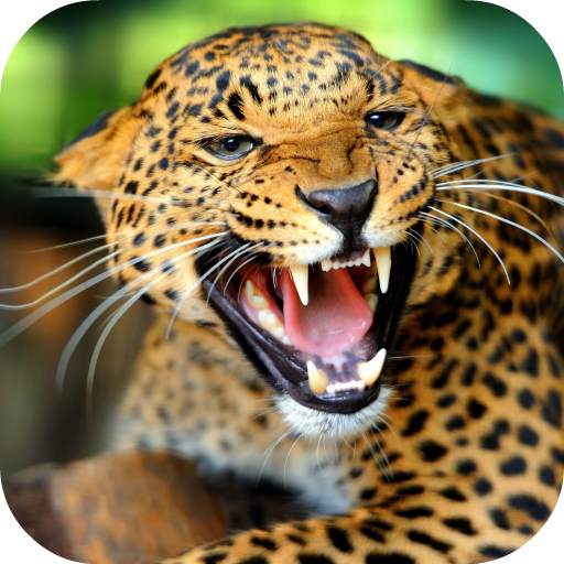 Leopard Live Wallpaper FREE 1.0