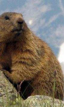 Marmot wallpapers screenshot 2