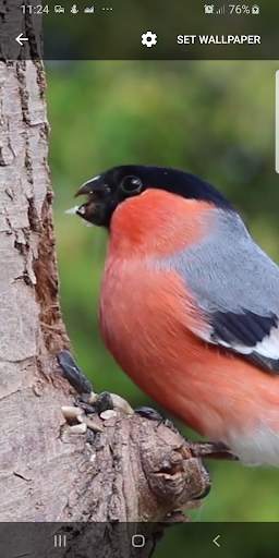 Bird Live Wallpaper screenshot 2
