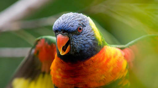 Parrots Live Wallpaper : 7fon & LWP screenshot 4