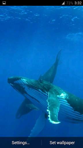 Whale 3D. Video wallpaper screenshot 7