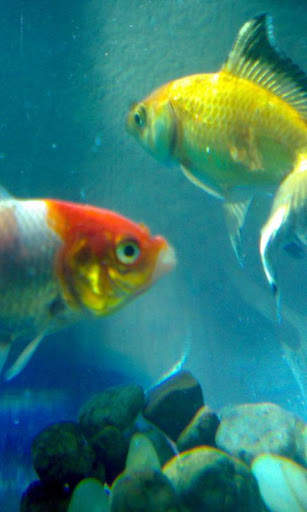 HD Ocean Fish Live Wallpaper screenshot 15