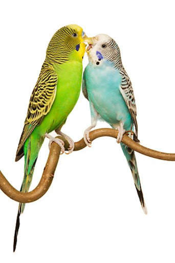 Pet Bird Care screenshot 1