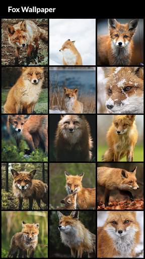 Fox Wallpapers screenshot 2