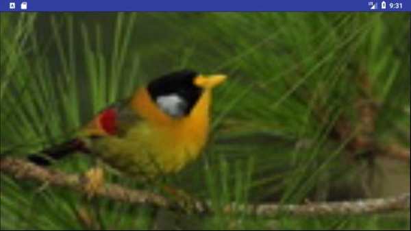 Bird Wallpapers: Beautiful Bird Images, Bird Pics screenshot 4