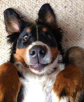 Funny Cats and Dogs - Puzzle. screenshot 2