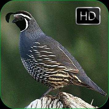 Quail Bird Sounds   Ringtones screenshot 1