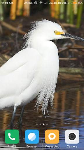 Bird Wallpapers screenshot 2