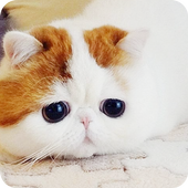 Cat Live Wallpaper icon