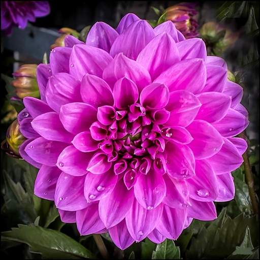Dahlia Flower HD Wallpaper 3.2