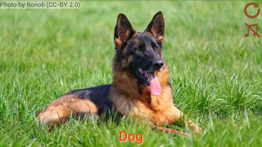 Domestic animals for kids screenshot 2